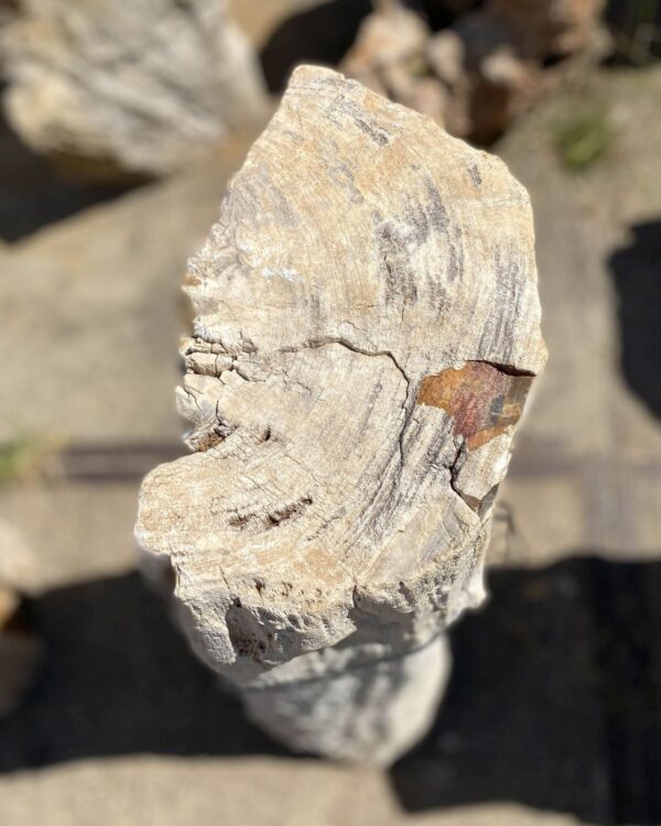 Memorial stone petrified wood 55107