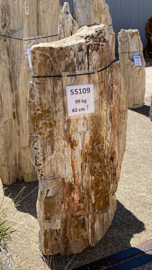 Memorial stone petrified wood 55109