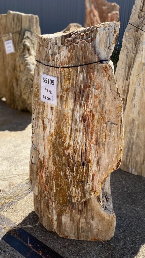 Memorial stone petrified wood 55109