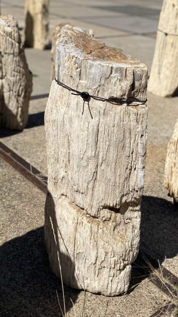 Memorial stone petrified wood 55109