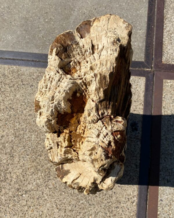 Memorial stone petrified wood 55110