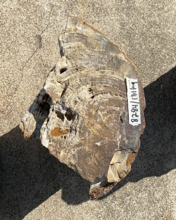 Memorial stone petrified wood 55111