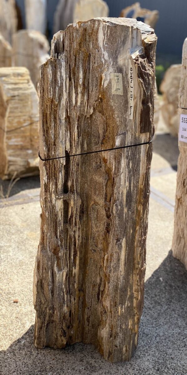 Memorial stone petrified wood 55111