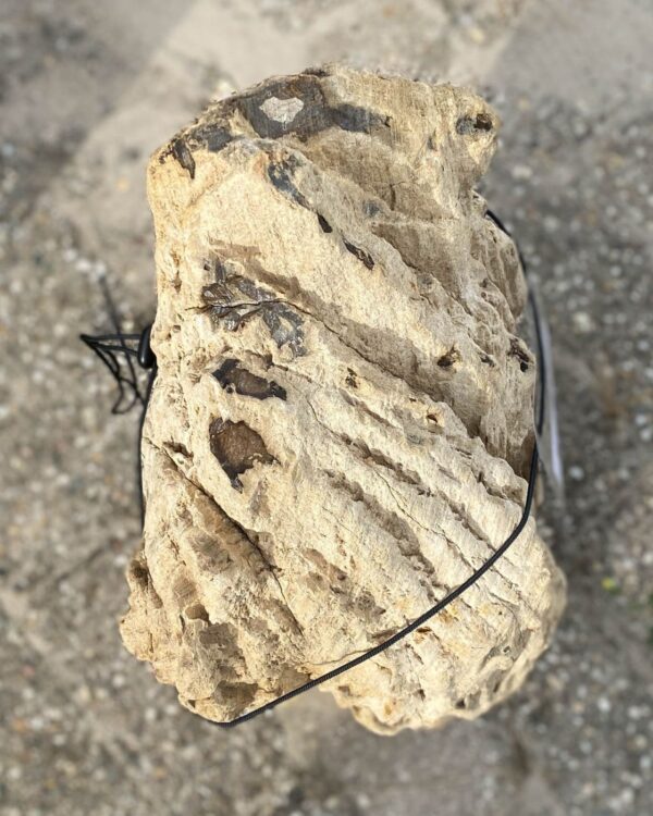 Memorial stone petrified wood 55113