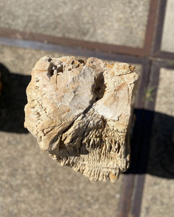 Memorial stone petrified wood 55114