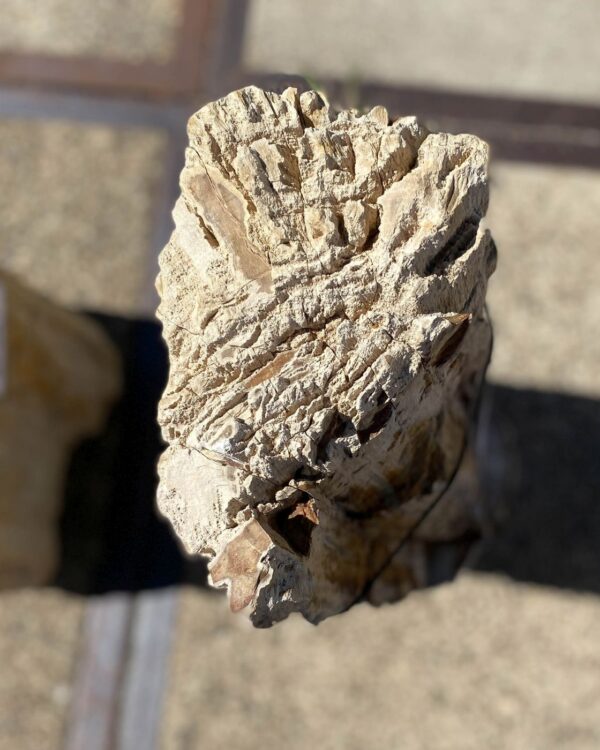 Memorial stone petrified wood 55116