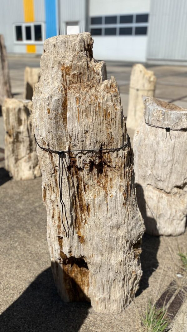 Memorial stone petrified wood 55124