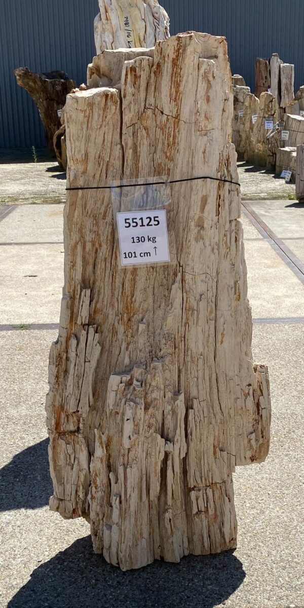 Memorial stone petrified wood 55125