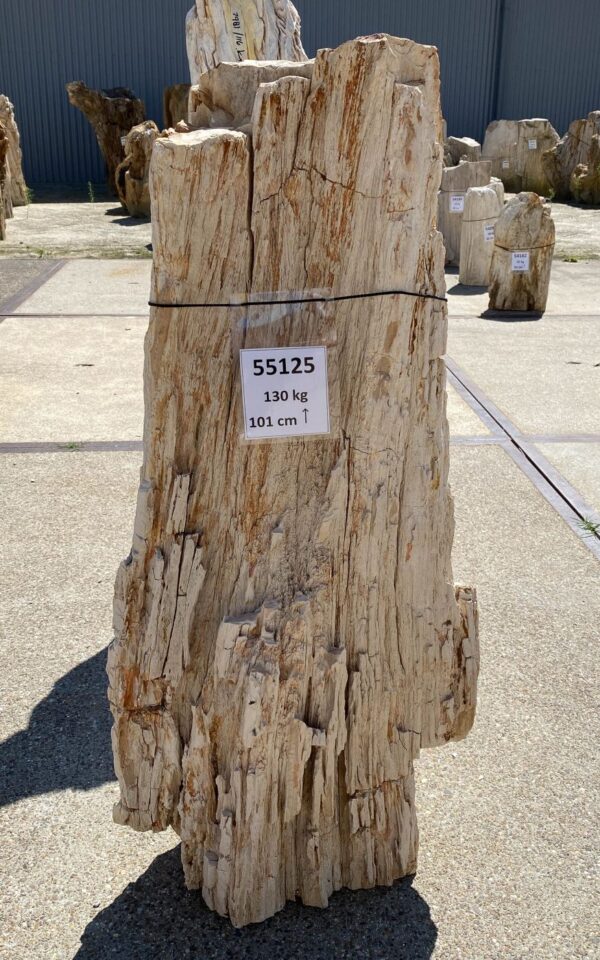 Memorial stone petrified wood 55125