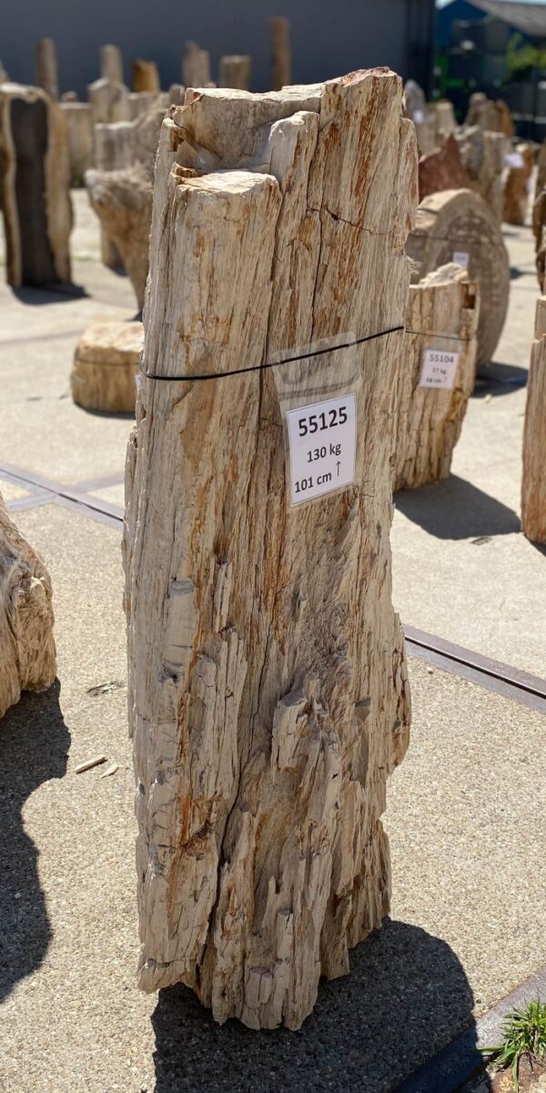 Memorial stone petrified wood 55125