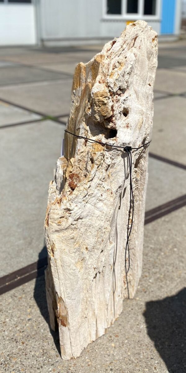 Memorial stone petrified wood 55126