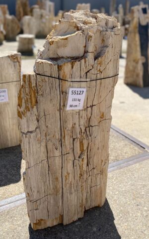 Memorial stone petrified wood 55127