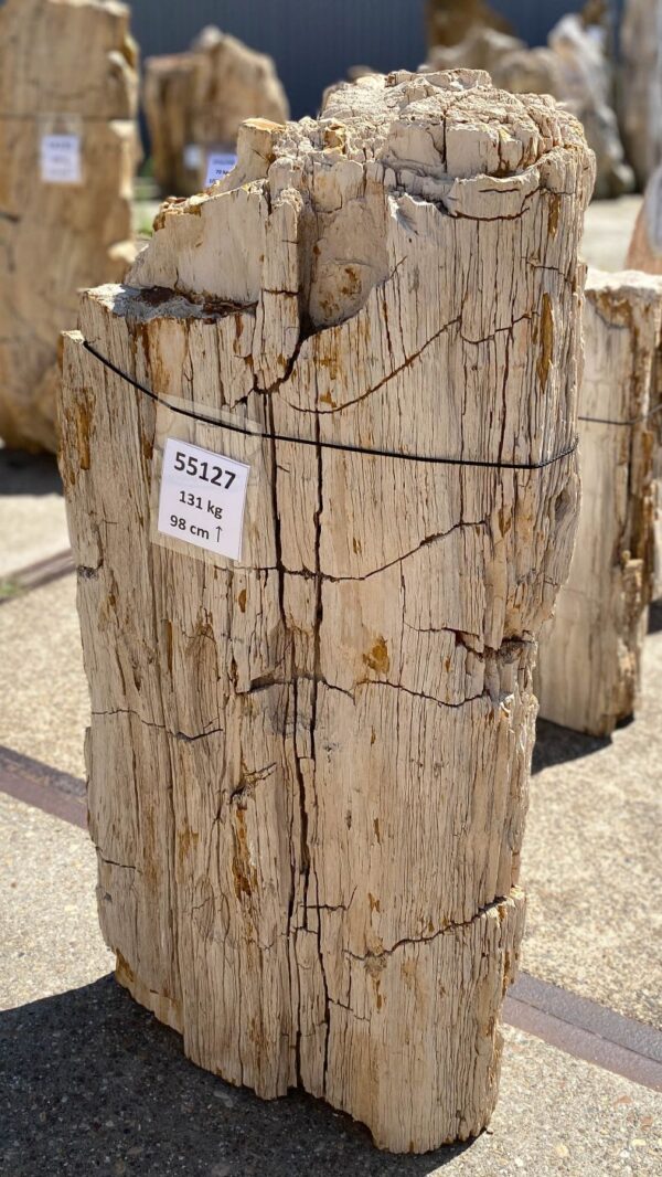 Memorial stone petrified wood 55127