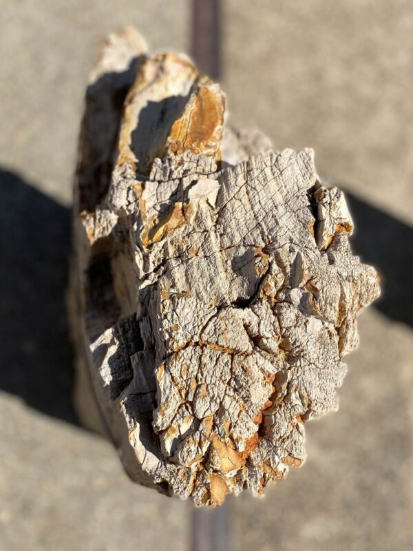 Memorial stone petrified wood 55127