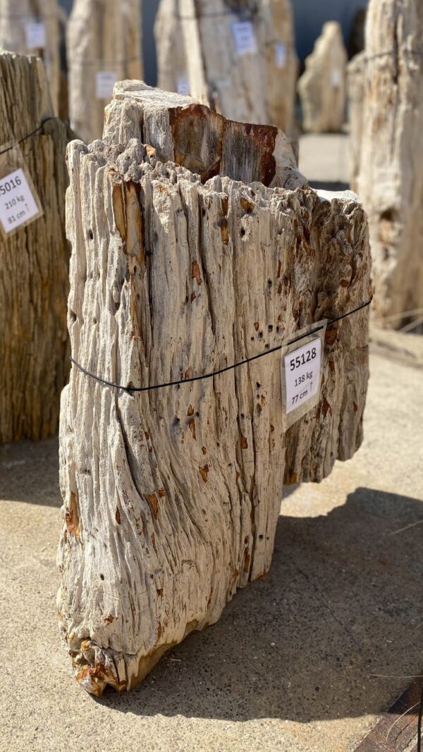 Memorial stone petrified wood 55128