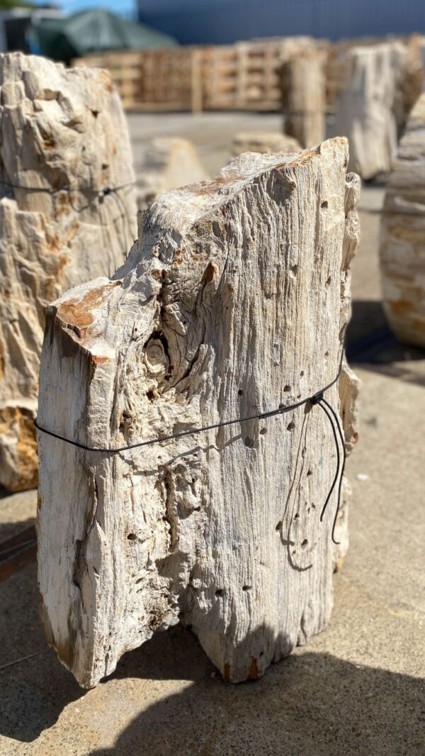 Memorial stone petrified wood 55128