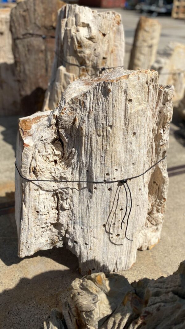 Memorial stone petrified wood 55128