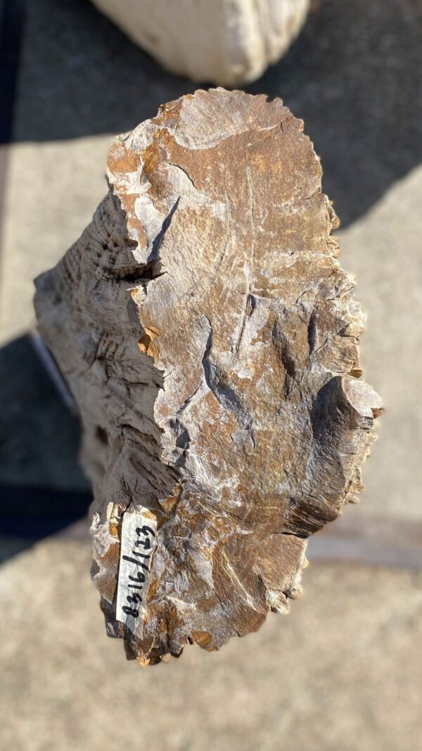 Memorial stone petrified wood 55129