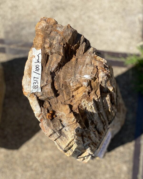 Memorial stone petrified wood 55130