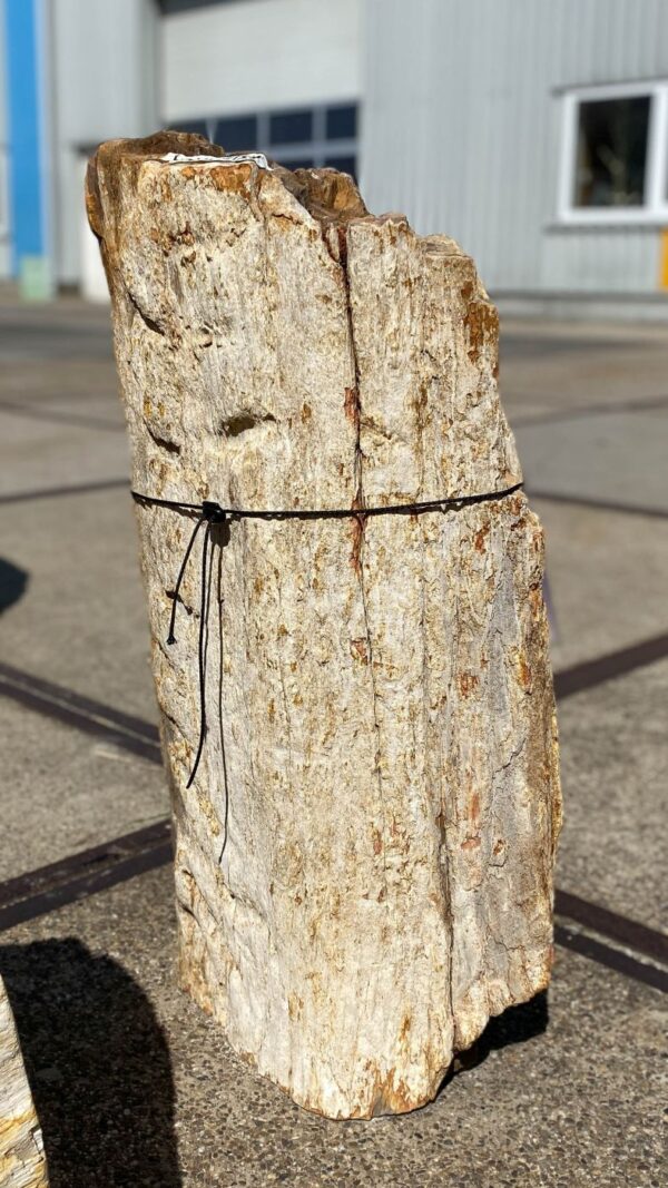 Memorial stone petrified wood 55130