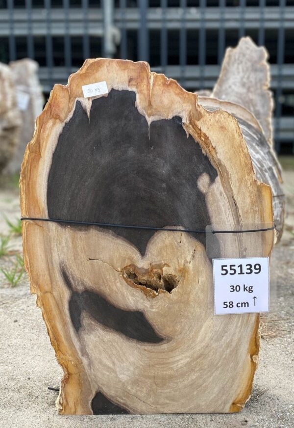 Memorial stone petrified wood 55139