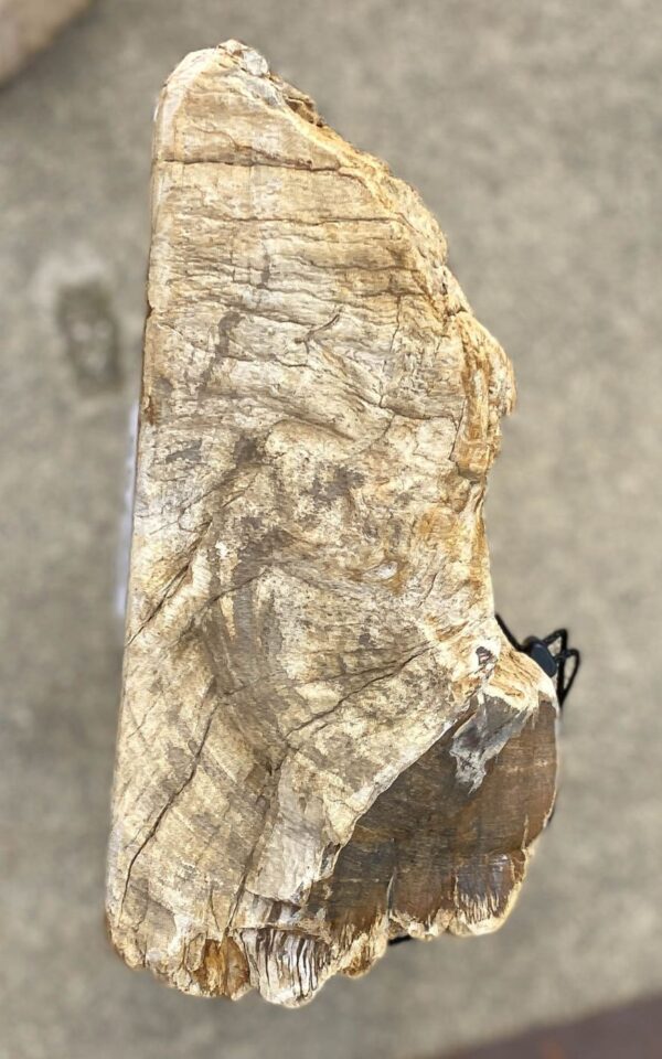 Memorial stone petrified wood 55140