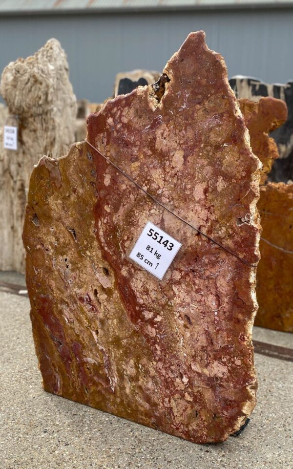 Memorial stone petrified wood 55143