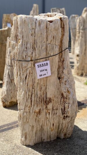 Memorial stone petrified wood 55310