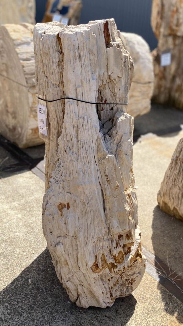 Memorial stone petrified wood 55310