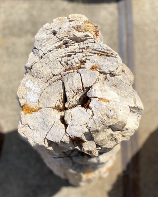 Memorial stone petrified wood 55310