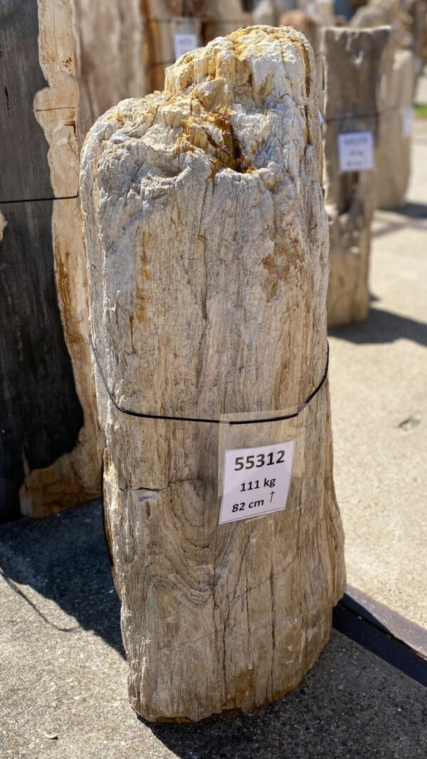 Memorial stone petrified wood 55312