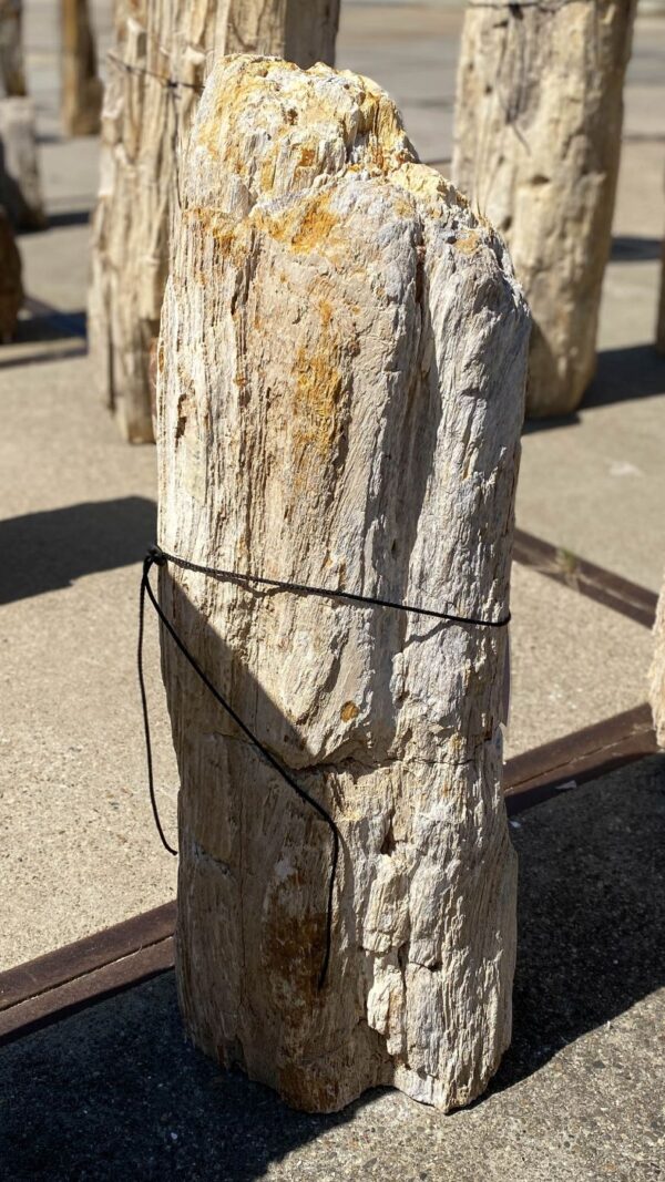 Memorial stone petrified wood 55312