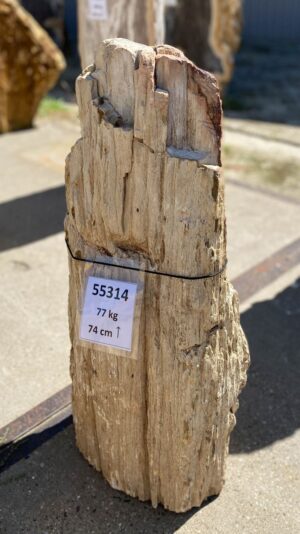 Memorial stone petrified wood 55314