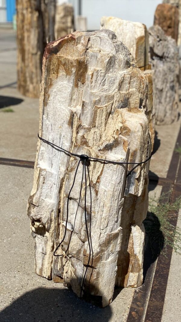 Memorial stone petrified wood 55314