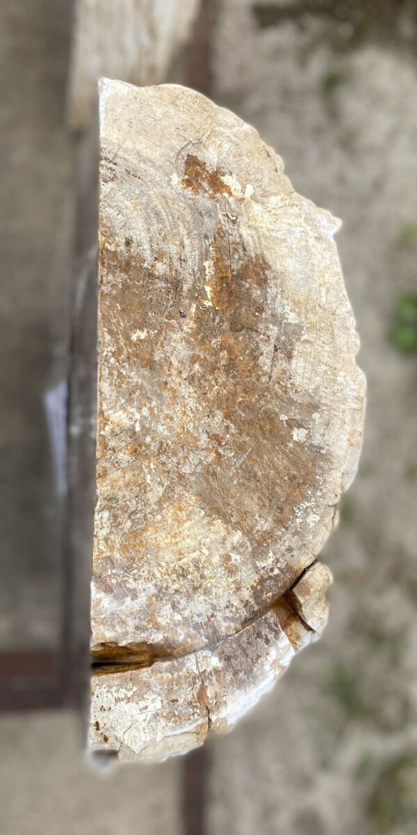 Memorial stone petrified wood 55319