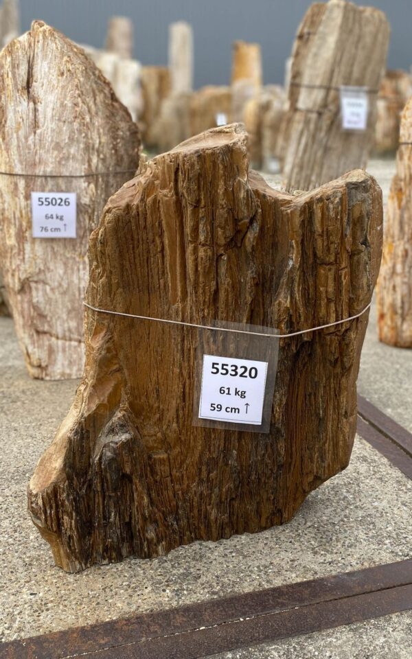 Memorial stone petrified wood 55320