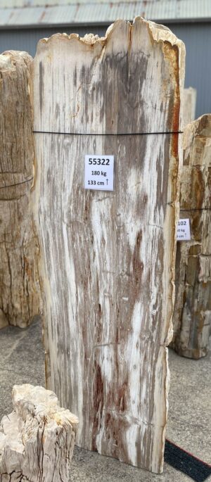 Memorial stone petrified wood 55322