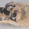 Salontafel versteend hout 55292