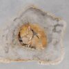 Salontafel versteend hout 55298