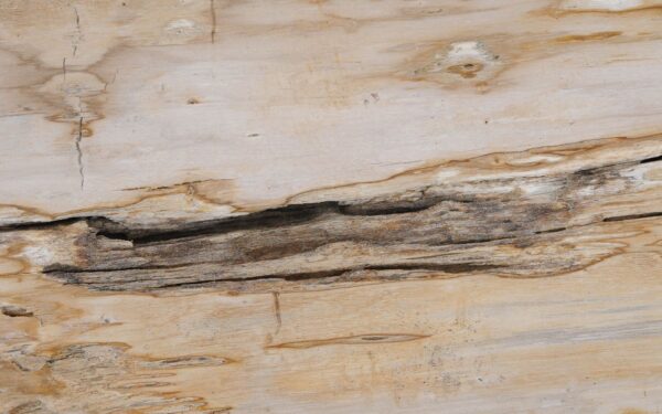 Console table petrified wood 54294