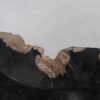 Schaal versteend hout 51336