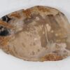Bord versteend hout 56029