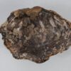 Schaal versteend hout 56287