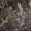Schaal versteend hout 56287