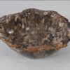Schaal versteend hout 56287