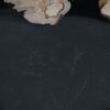 Bord versteend hout 57335