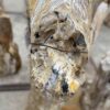 Grabstein versteinertes Holz 56040