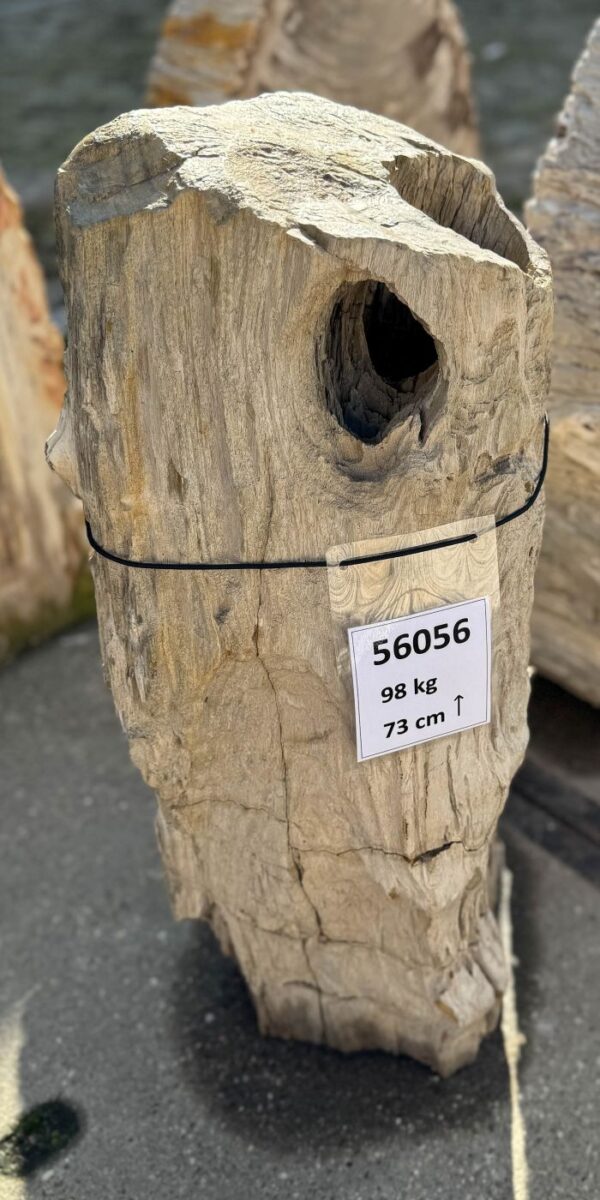 Grabstein versteinertes Holz 56056