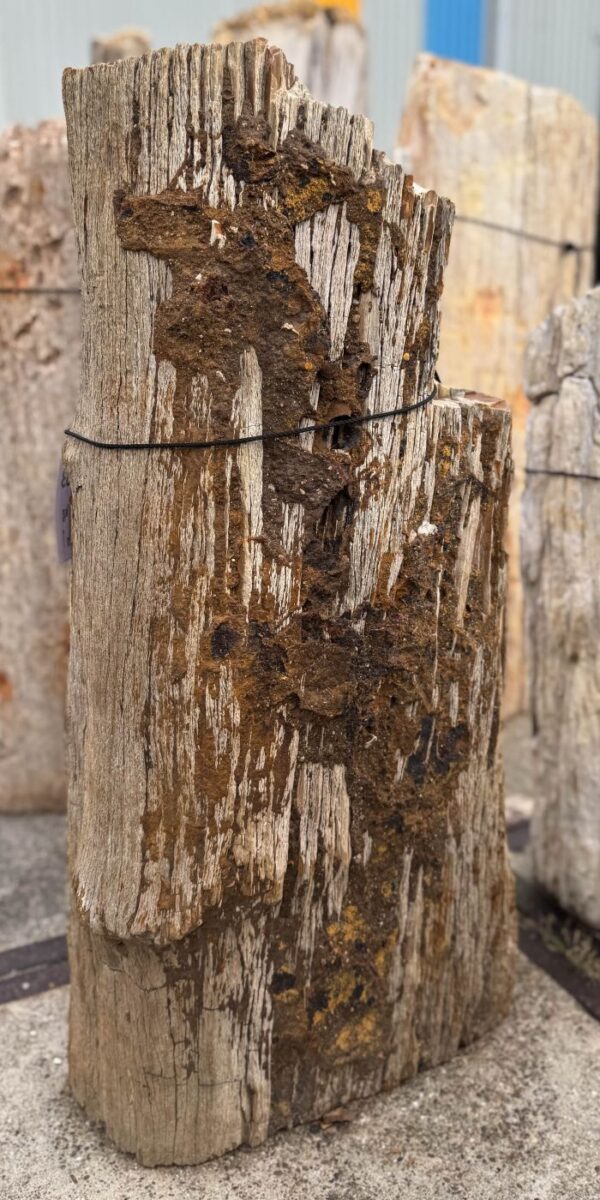 Grabstein versteinertes Holz 56063