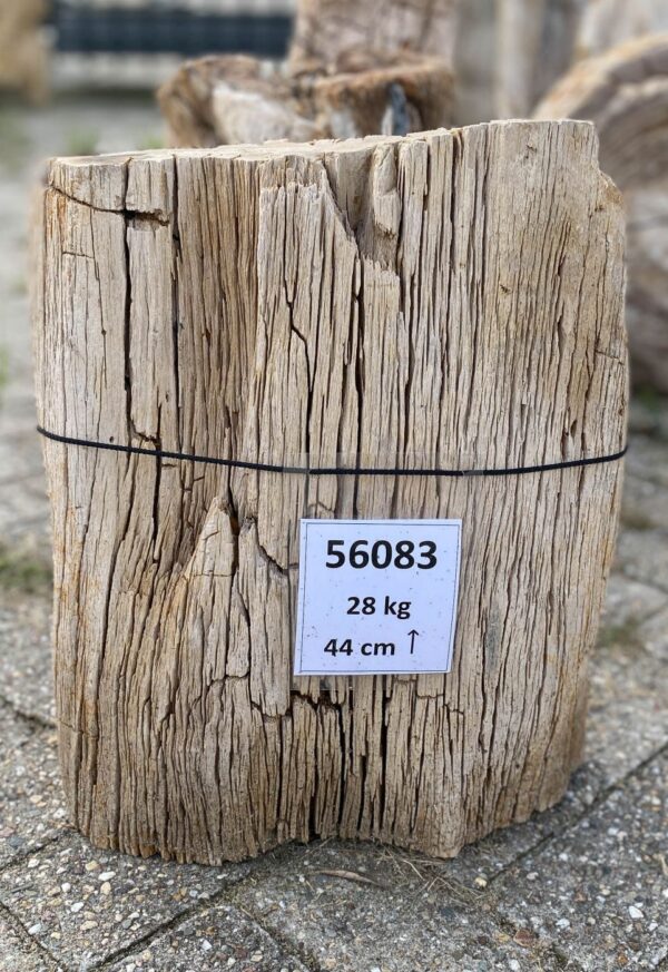 Grabstein versteinertes Holz 56083